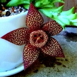 Potted Stapelia Orbea Variegata 