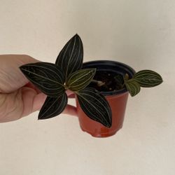Beautiful Plant
