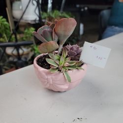 Succulent Arrangement 