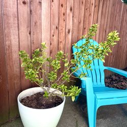 Outdoor Plant In Modern Planter 