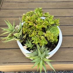 Large Succulent Arrangement In White Planter