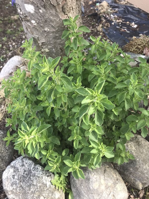 Fresh oregano for Sale in Federal Way, WA OfferUp