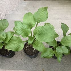 Hosta Plants $5 Each