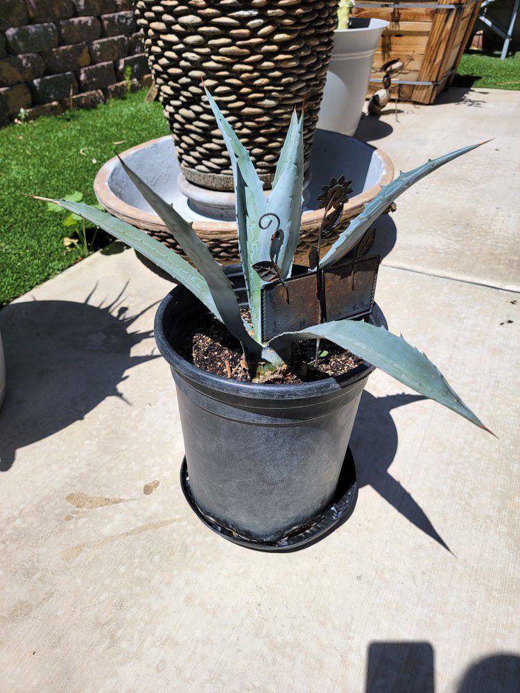Aloe Vera And Maguey Plants 
