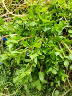 Lemon Bacopa pond plant