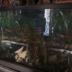 Fish Tank 