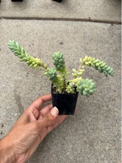 Burros tail succulent 2” pot