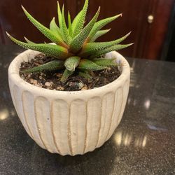 Haworthia Plant