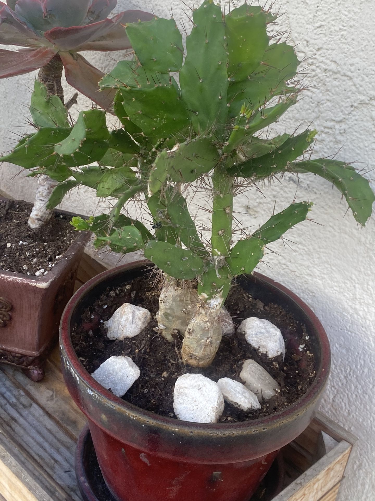 Potted Cactus With Nice Pot $12 Is Real Cactus 