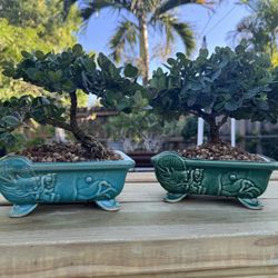 Natal plum Bonsai Tree