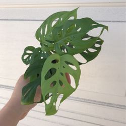 Beautiful Monstera Adonsonii Plant