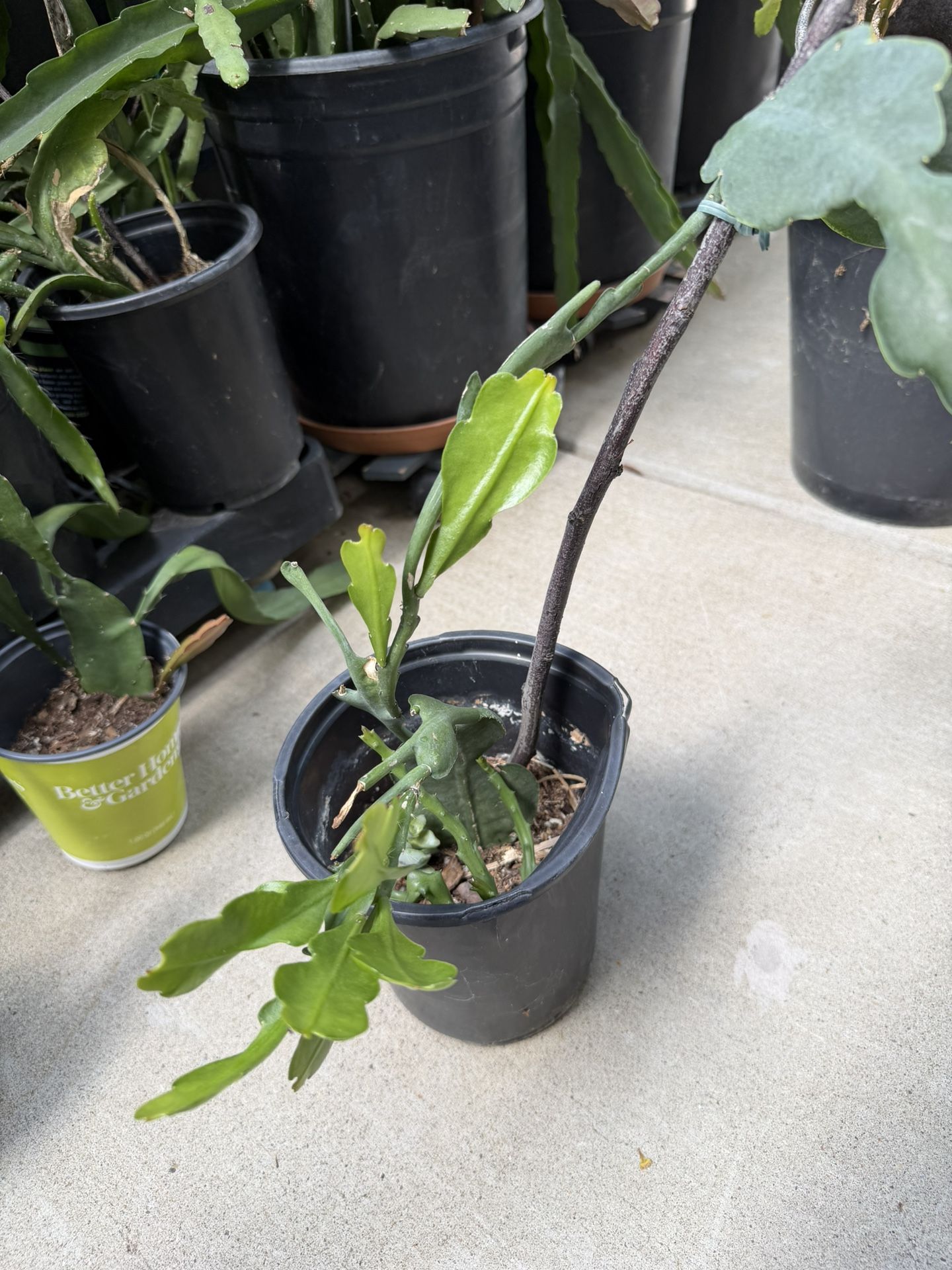 Epi Plant
