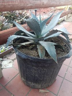 Plants, plantas