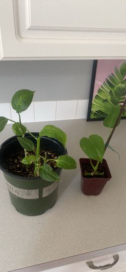 2 Healthy Houseplants