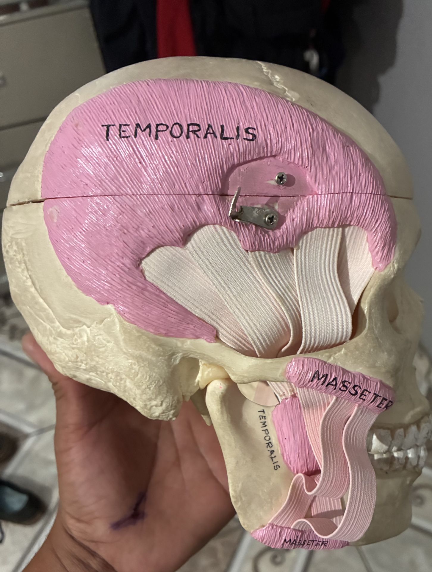 El real Medical skull