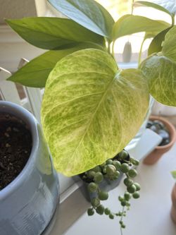 pothos propagations with roots