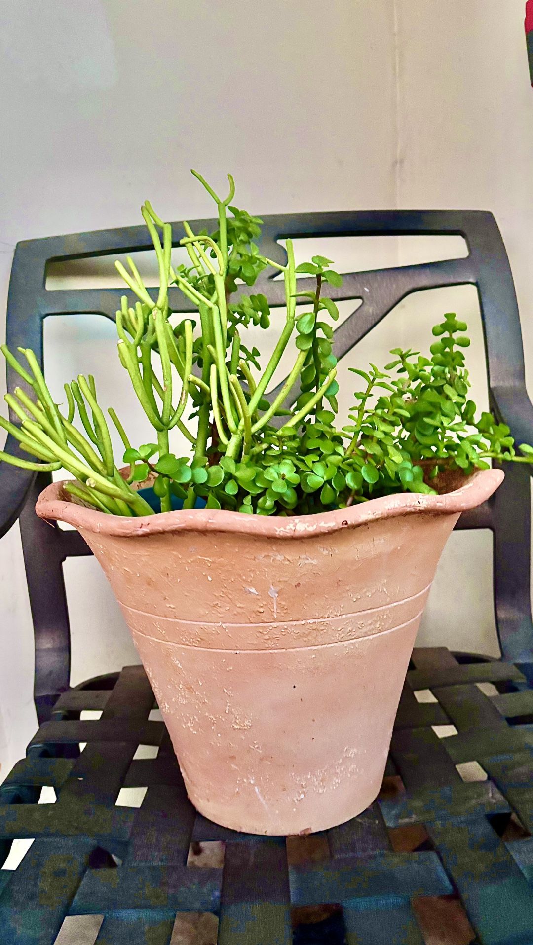 Fire Sticks And Elephant Food Plant