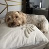 Samantha