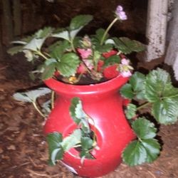 Strawberry Plants In Red Pots $15/Each