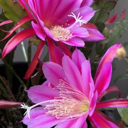Cactus Orquídea Rojo ❤️ Con Rosa💞$10 Dólares El Corte No La Maceta Entera