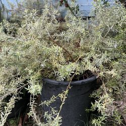 Brand New 5gal Westringia Plants, Plantas 5gal