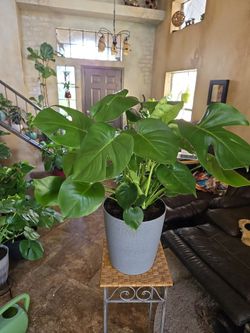 2ft 5in tall Monstera plant in new Corrugated heavy plastic pot