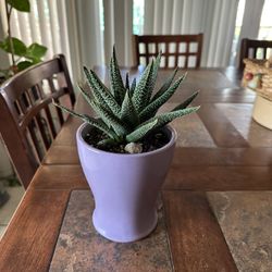 Plants for Sale 