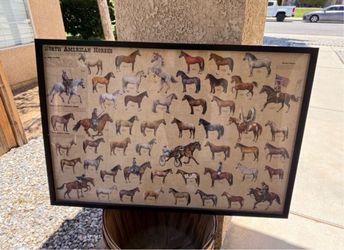 North American Horses Laminated Educational Reference Equine Chart Print Poster 24x36