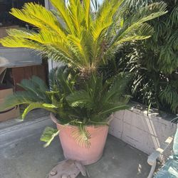 Sego Palm In Pot 
