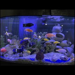 72 Gallons round reef aquarium   read Description Before Ask please 