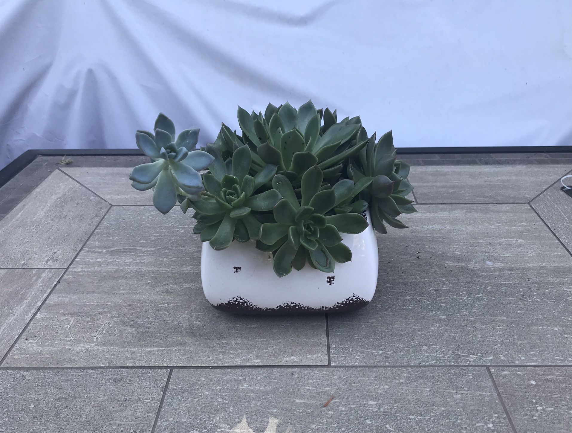 Echeveria succulents in a pretty ceramic pot