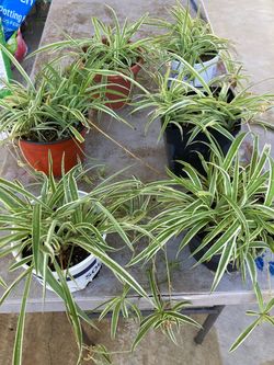 Spider plants $5.00 each