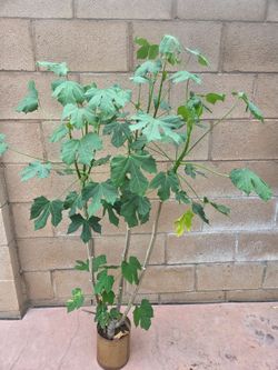 Chaya Plant Medesinal
