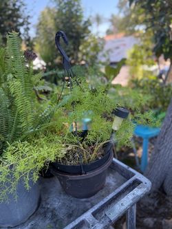 Cute big green plant hanging