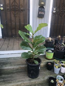 Fiddle-leaf Fig