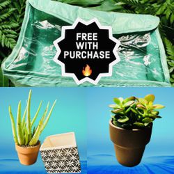 Free Gift! - 2 small succulent plants, pots & pattern pot