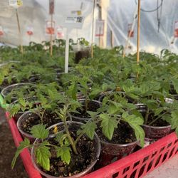 Tomato plays 💯 ORGANIC… Heirlooms no GMOs ever