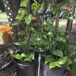 Pothos On A Stick- Houseplant 