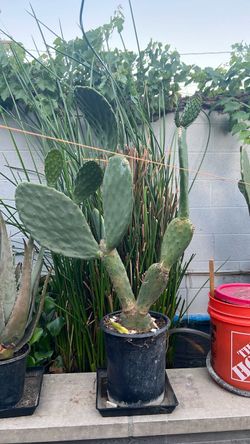 Planta de nopal
