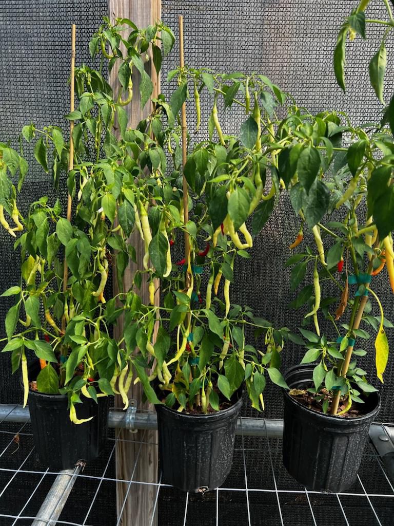 Thai White Long Pepper Plant With Pepper