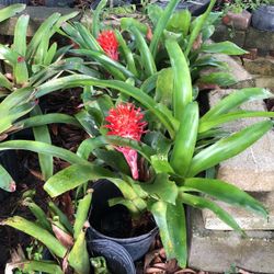 bromelia