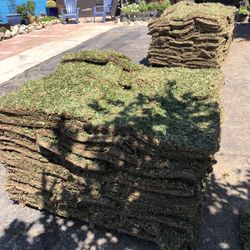 St Augustine Sod