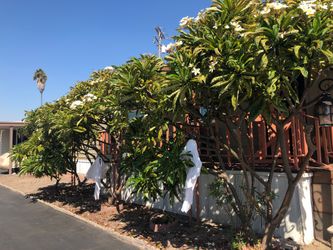 White plumeria tree