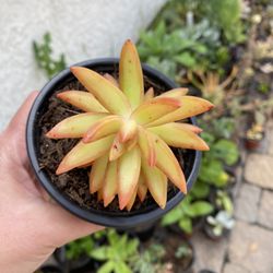 4 Inch Pot Succulent plant - Sedum Nussbaumeriarum - Coppertone sedum - rooted ready to be planted. 