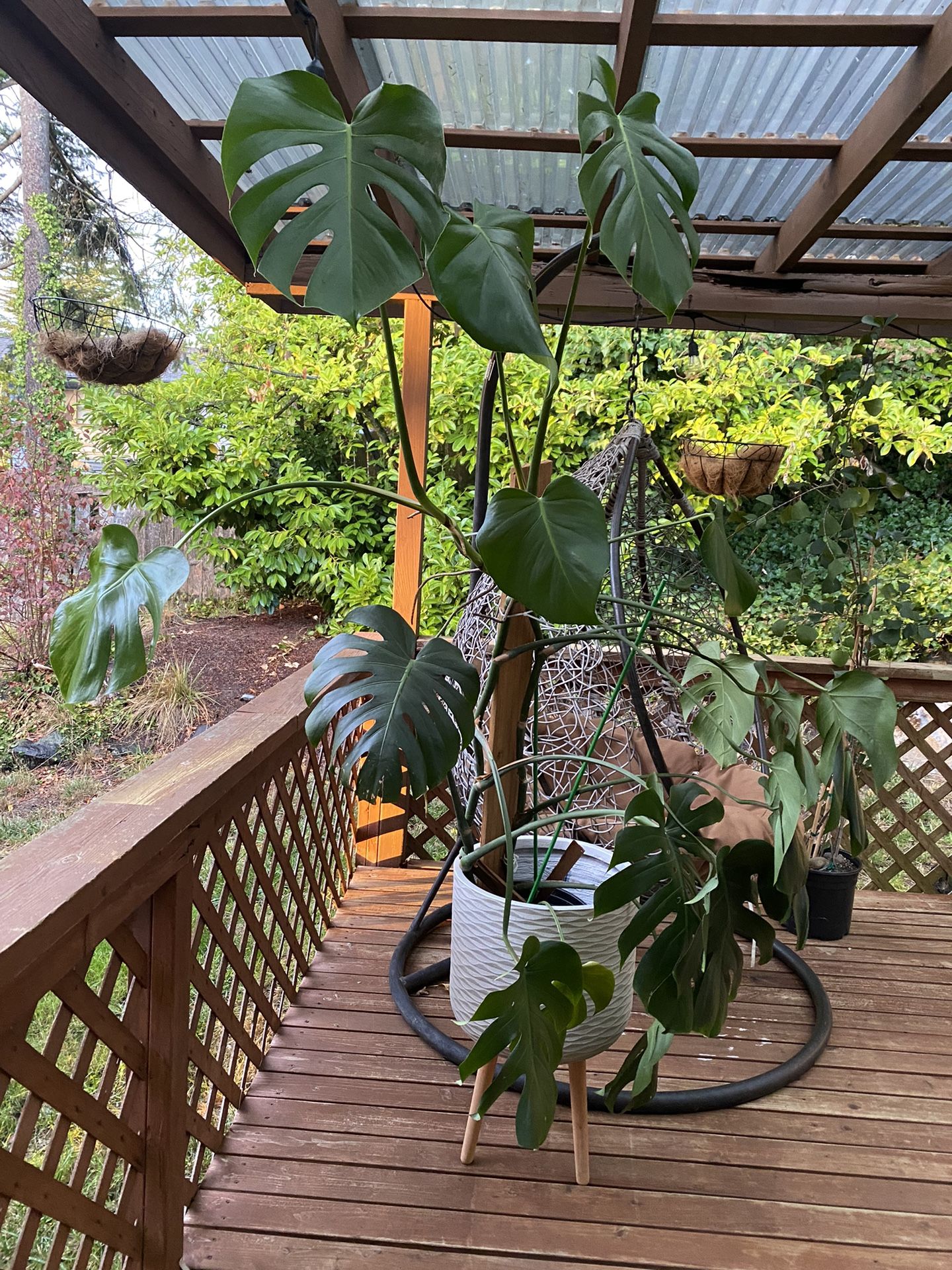 Monstera Plant And Ficus Tree