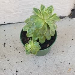 Potted Plant