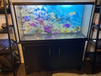 75 Gallon Fish Tank