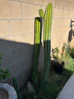 Chichipe cactus