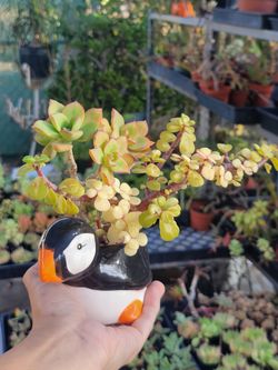 Lovely Succulents In A Lovely Decorative Pot