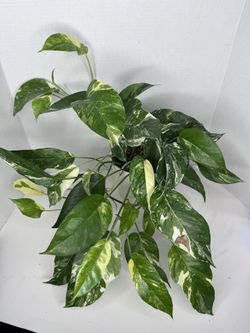 Epipremnum Pinnatum Albo Plant